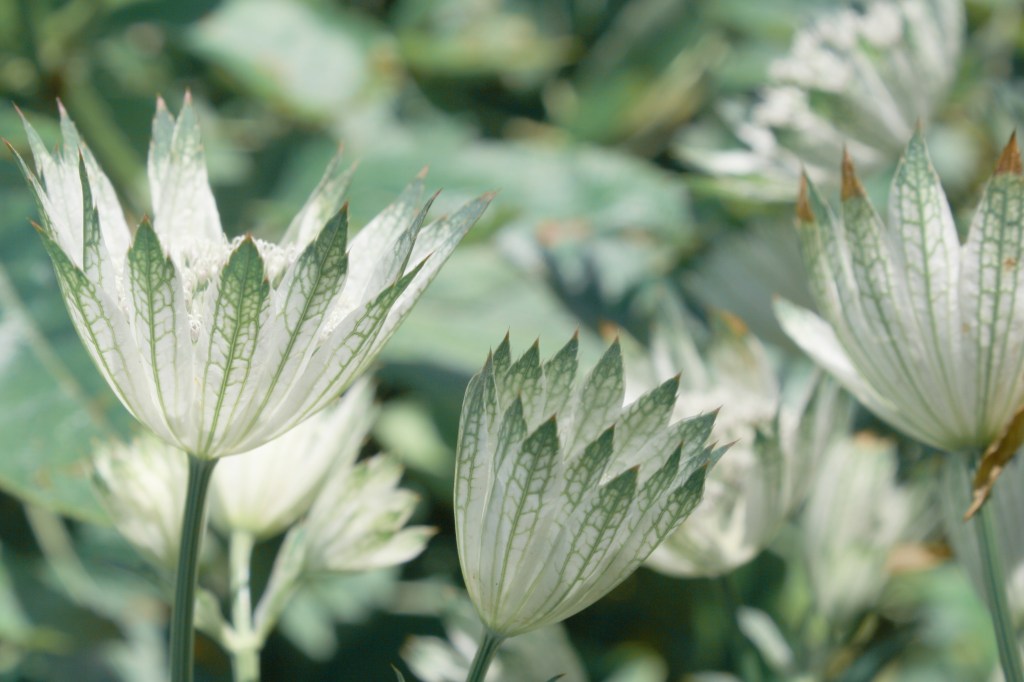 Perfect Papery Things