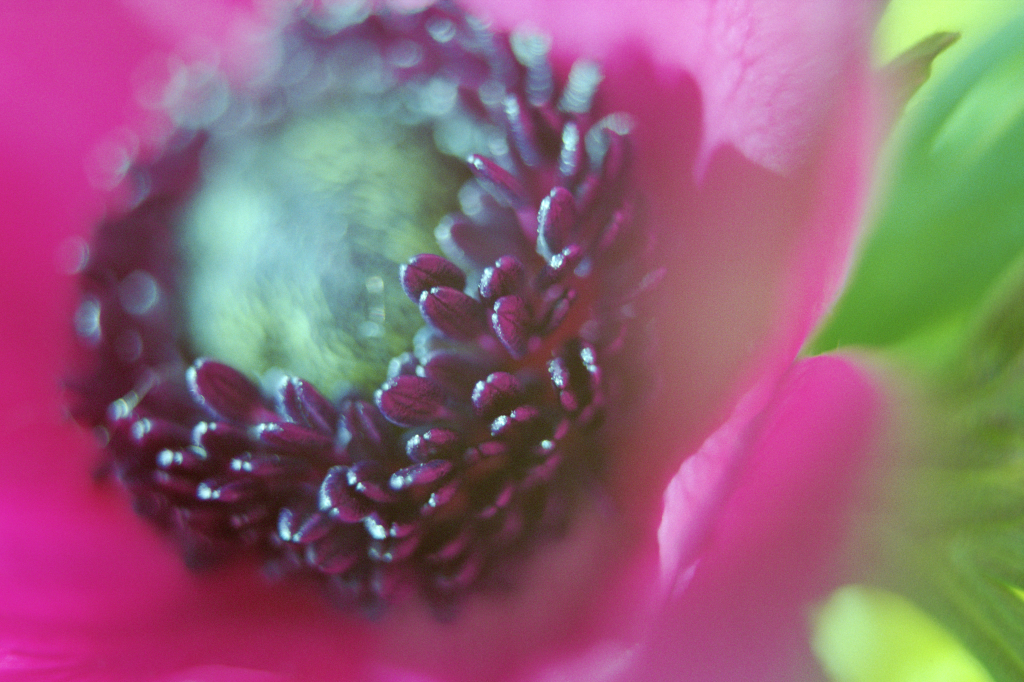 Throwback Friday #4 Anemones&nbsp;Anonymous