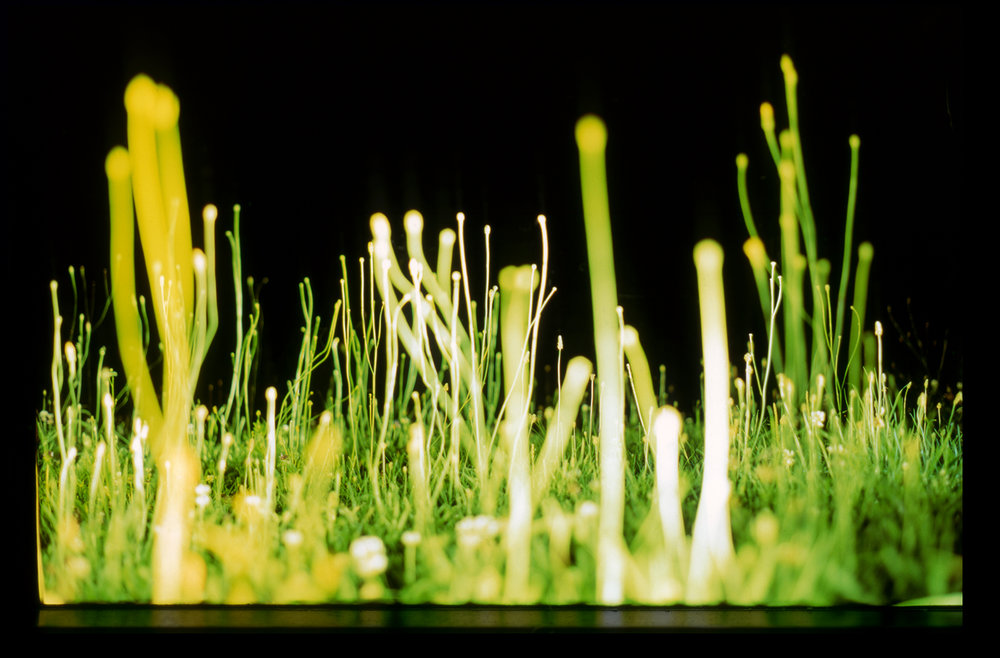 Throwback Friday #9 Meadow&nbsp;(2014)