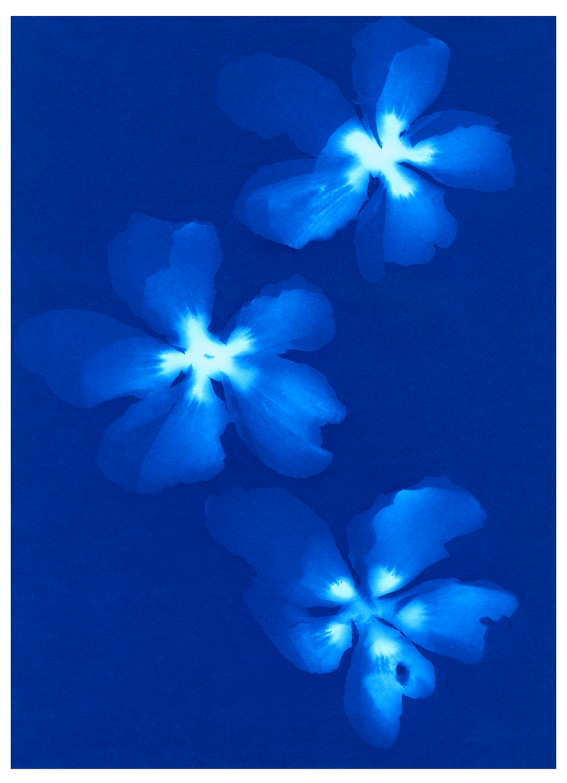 Throwback Friday #15&nbsp;Cyanotypes