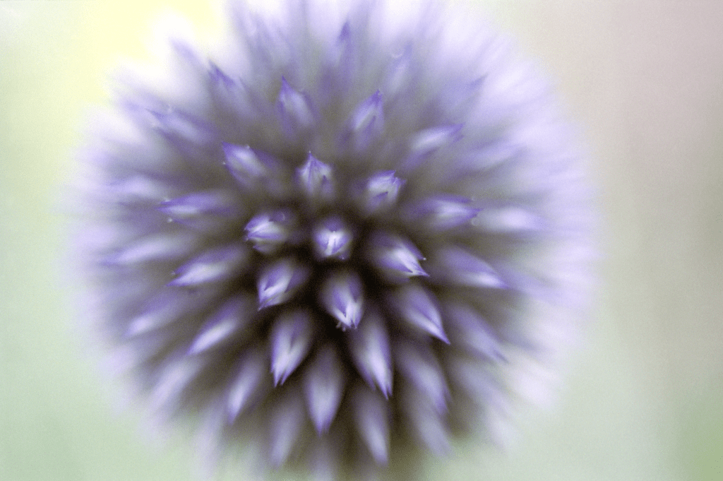 Throwback Friday #17 Echinops&nbsp;Anonymous