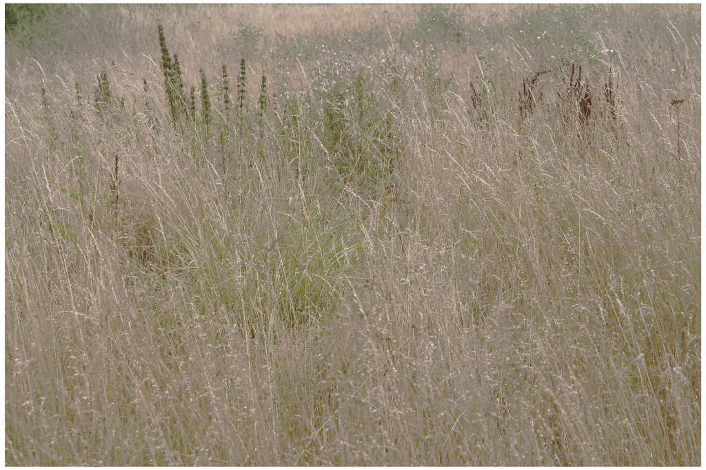 Getting Lost In Fields Part Four – Knave’s Ash, August&nbsp;(2020)