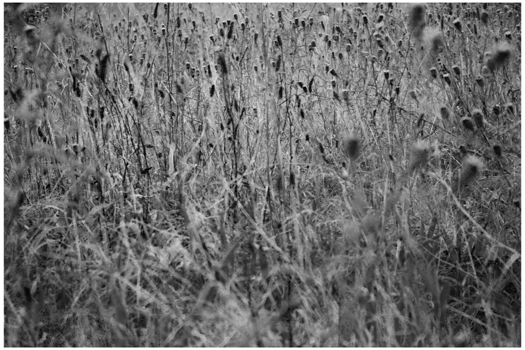 Boughton-Under-Blean (2020)