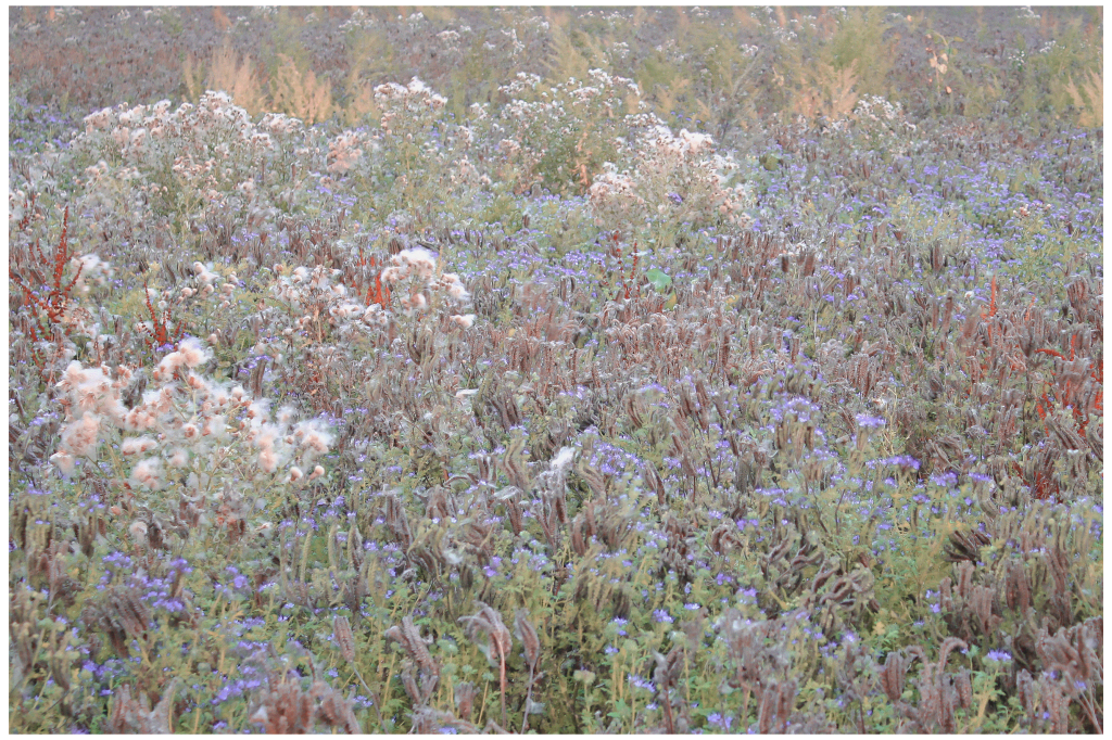 Getting Lost In Fields Part 5 – Boughton Scrub, September&nbsp;(2020)