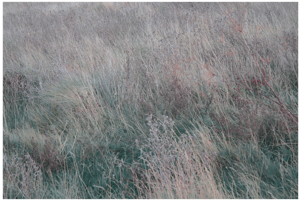 Film: Lost In Fields Part 6 – Tankerton Slopes, November&nbsp;(2020)