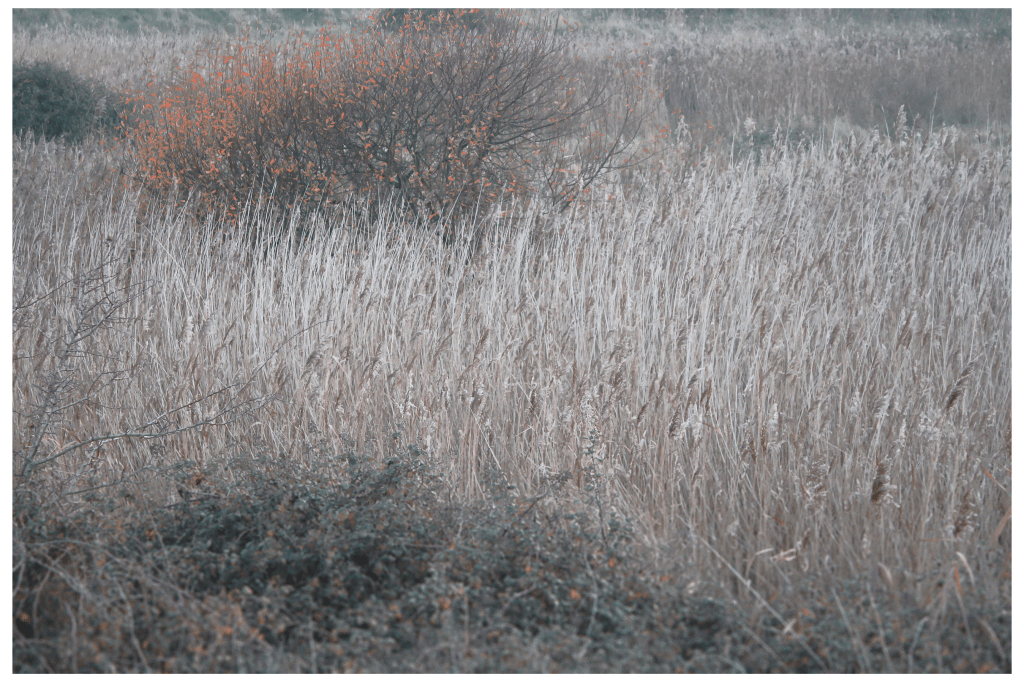 Film: Getting Lost In Fields – Anthology&nbsp;2020