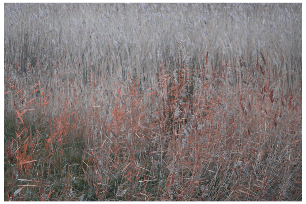 Film: Lost In Fields Part 7 – Oare, Late November&nbsp;(2020)