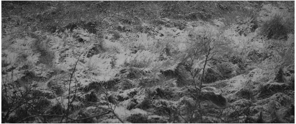 Film: Lost In Fields Part 8 – Saxon Shore Scrub, February&nbsp;(2021)