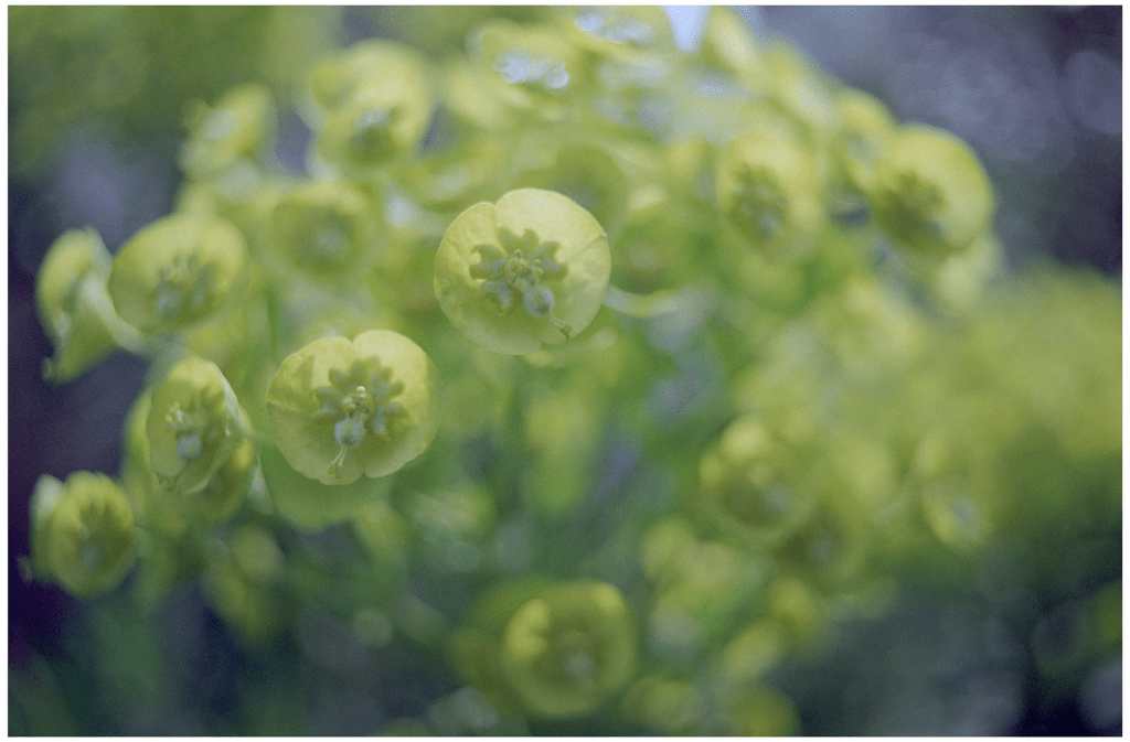 Throwback Friday #50 Euphorbias&nbsp;Anonymous