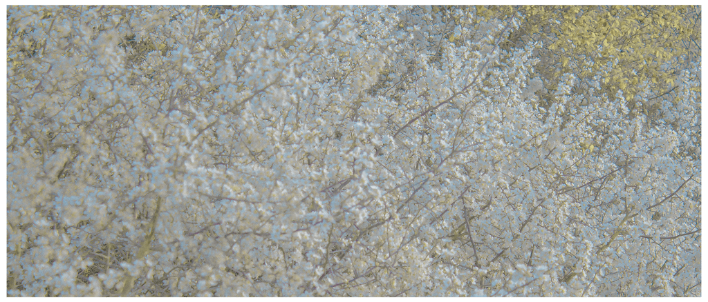 Film: Lost In Fields Part 9 – Fox’s Cross, April&nbsp;(2021)