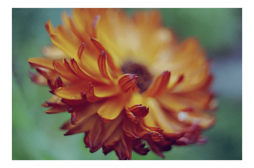 Throwback Friday #55 Calendulas&nbsp;Anonymous