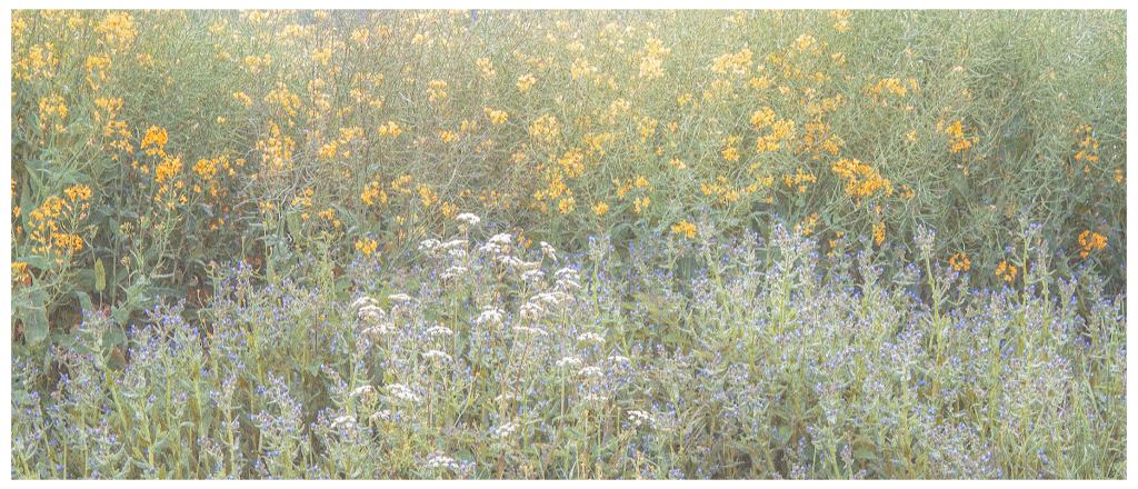 Film: Lost In Fields Part 10 – Bysing Wood, May&nbsp;(2021)