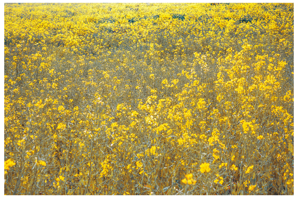 Bysing Wood #3&nbsp;(2021)