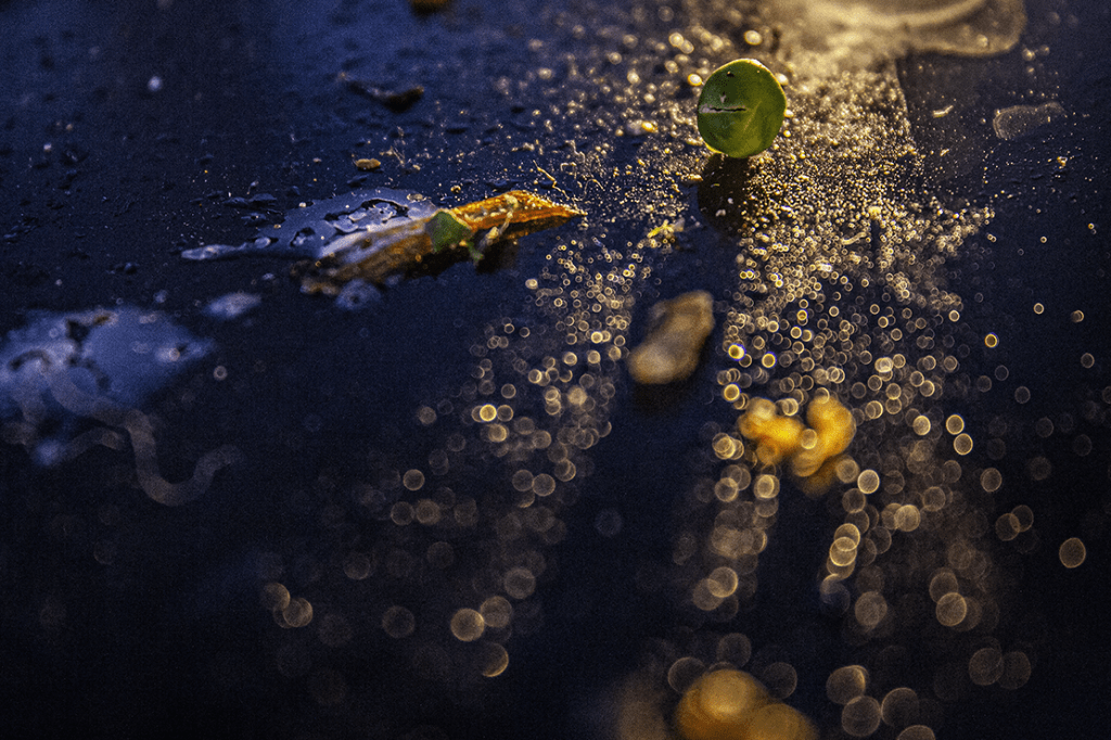 Desquamation #4 (2022)