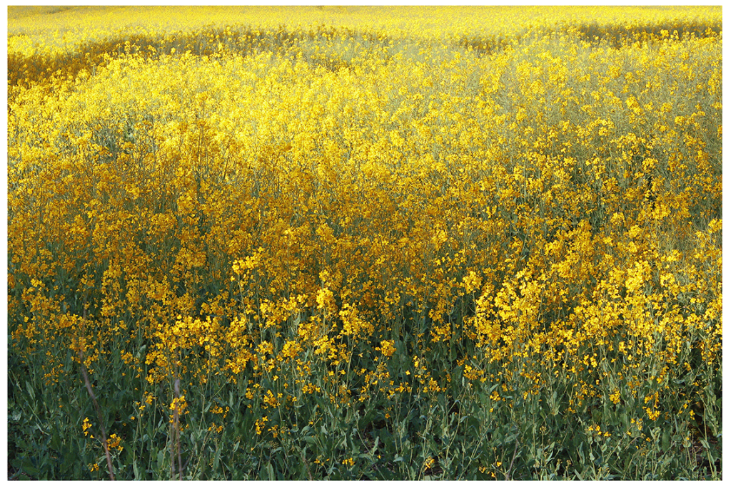 Throwback Friday #145 Field of Gold&nbsp;(2020)