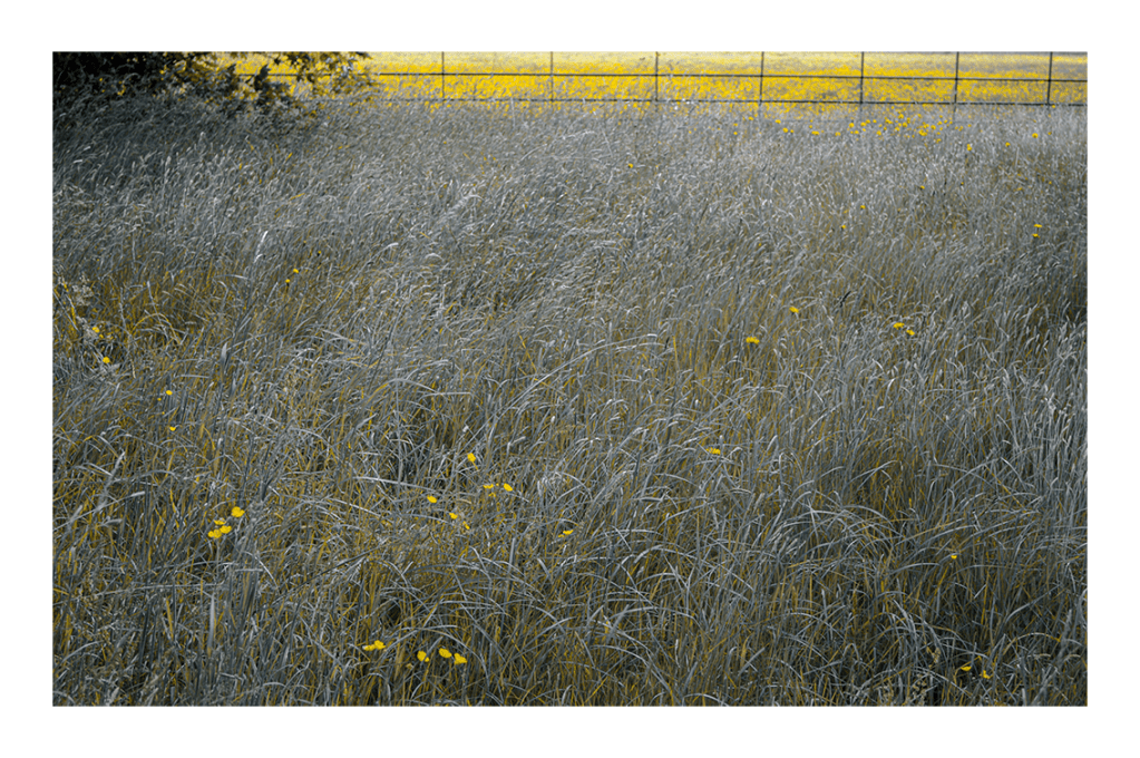 Throwback Friday #150 Meadow Misc.&nbsp;(2015)