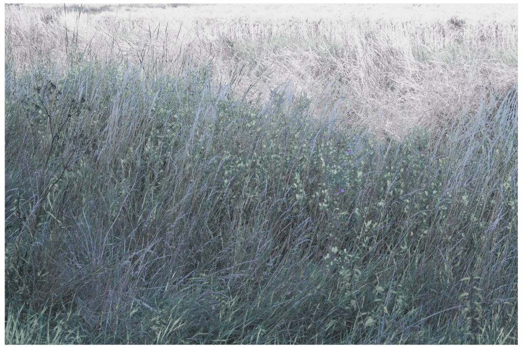 Throwback Friday #158 Marshside&nbsp;(2020)