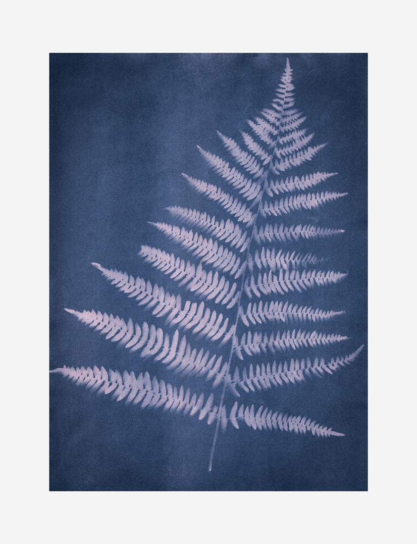 Cyanotypes (2023)