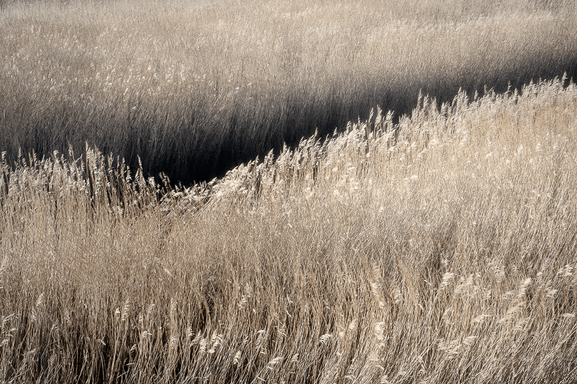 Thornham Reeds, December&nbsp;(2024)