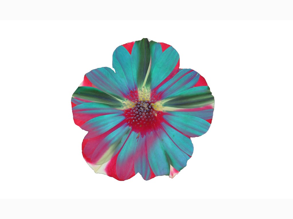 A digitally created flower illustration featuring vibrant colors of teal, pink, and green, arranged in a symmetrical petal pattern against a white background.