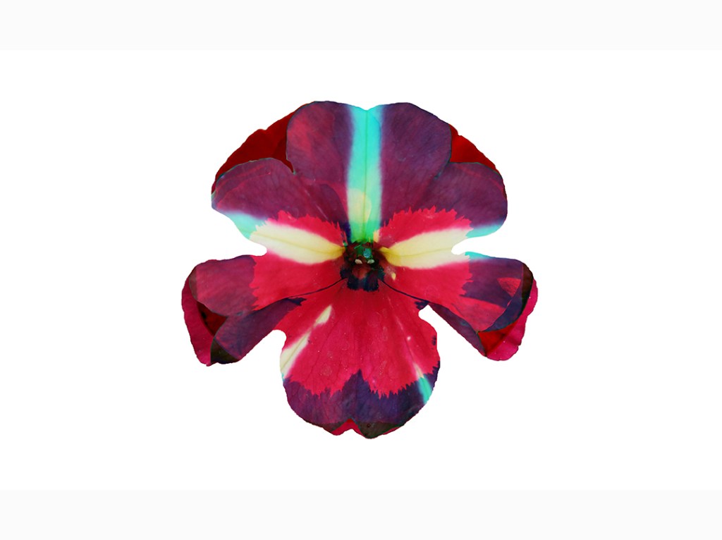 A close-up of a vibrant, multicolored flower resembling a Semper Augustus tulip, featuring striking shades of red, pink, and blue against a white background.