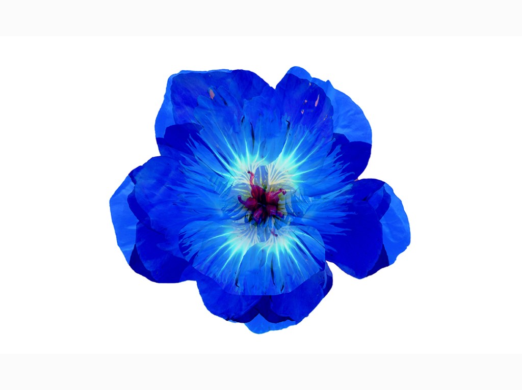 A digitally manipulated image of a vivid blue flower with intricate petal details and a bright center, set against a white background.