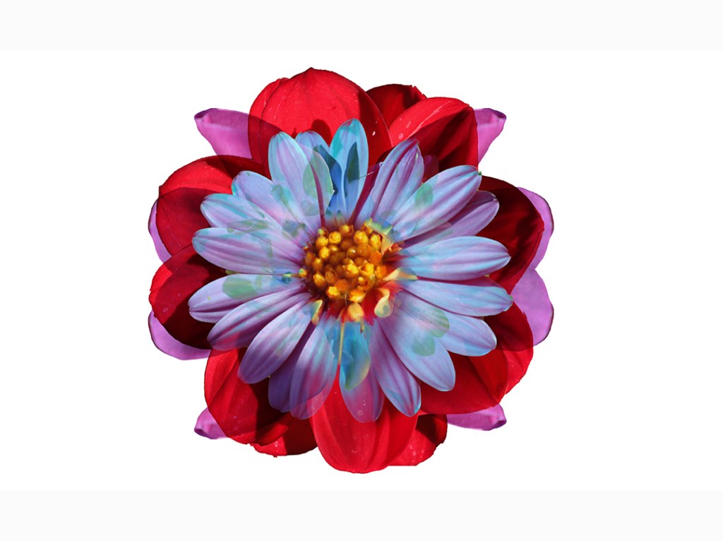 A vibrant, digitally collaged flower with red and blue petals, featuring intricate layers and textures.