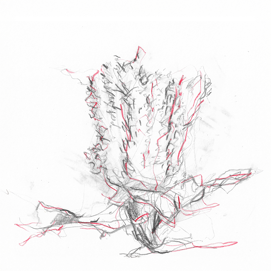 A sketch of a Semper Augustus tulip, illustrated with pencil and red accents, depicting its unique shape and intricate details.
