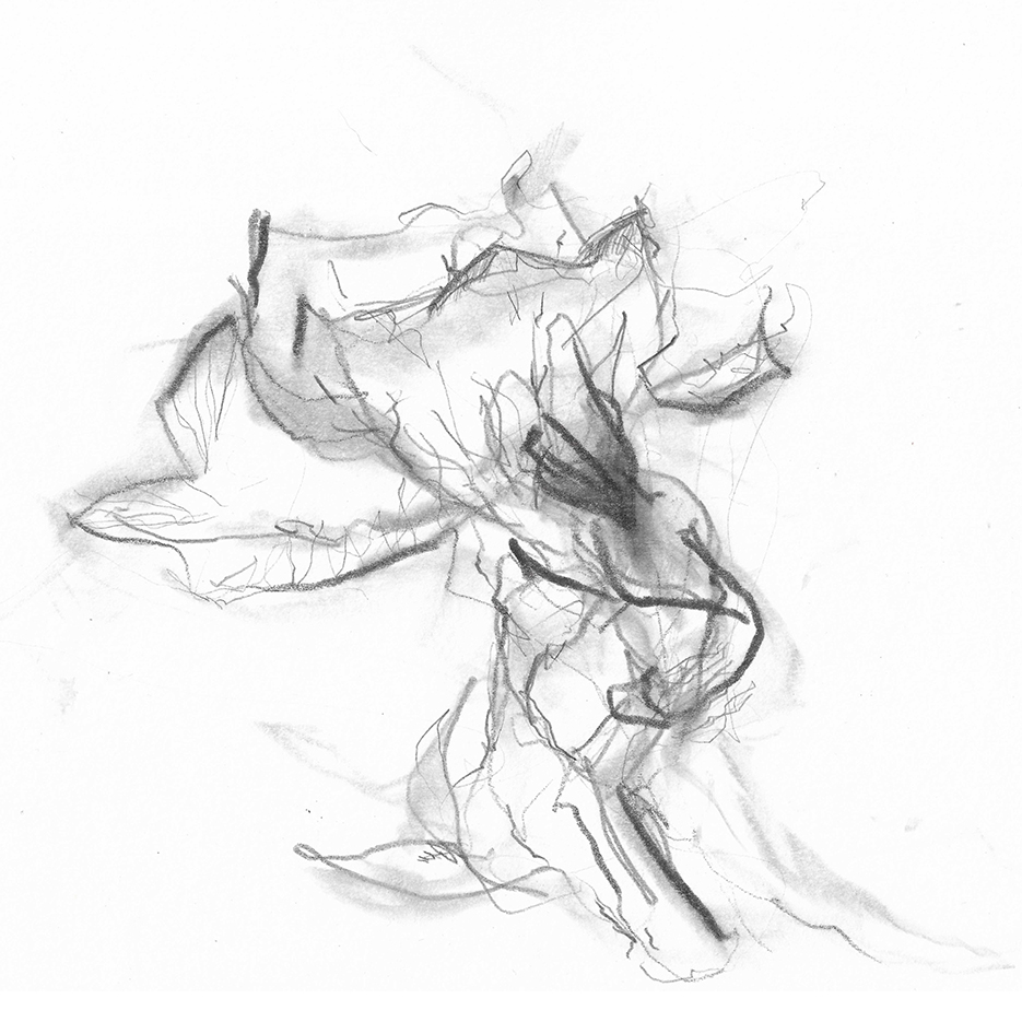A sketch of a flower, possibly a tulip, drawn in charcoal with delicate lines and shading, capturing its intricate form and structure on paper.