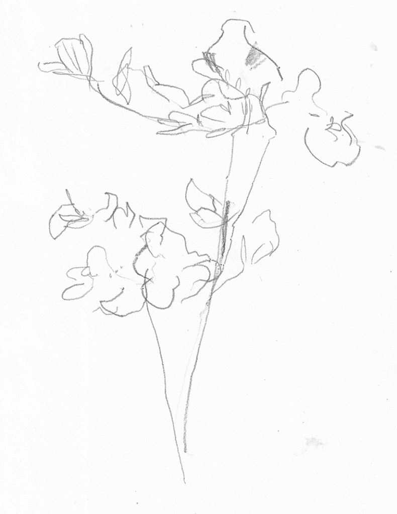 A pencil sketch of a flower with petals and leaves, showcasing simplistic line work and a light, airy composition.
