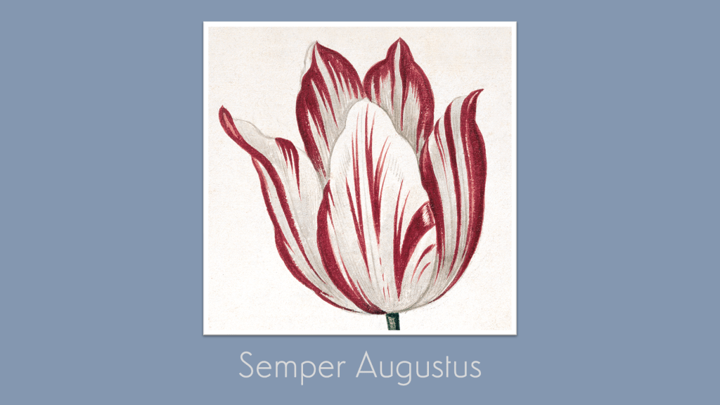 The Kick-About #132 ‘Semper&nbsp;Augustus’