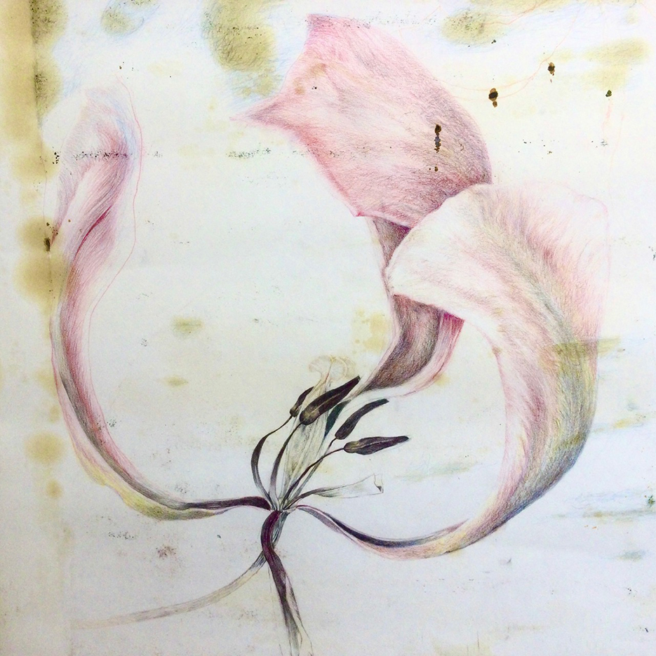 A delicate illustration of tulip petals in soft pink hues, intertwined with slender buds and a textured background, evoking a sense of fragility and beauty.