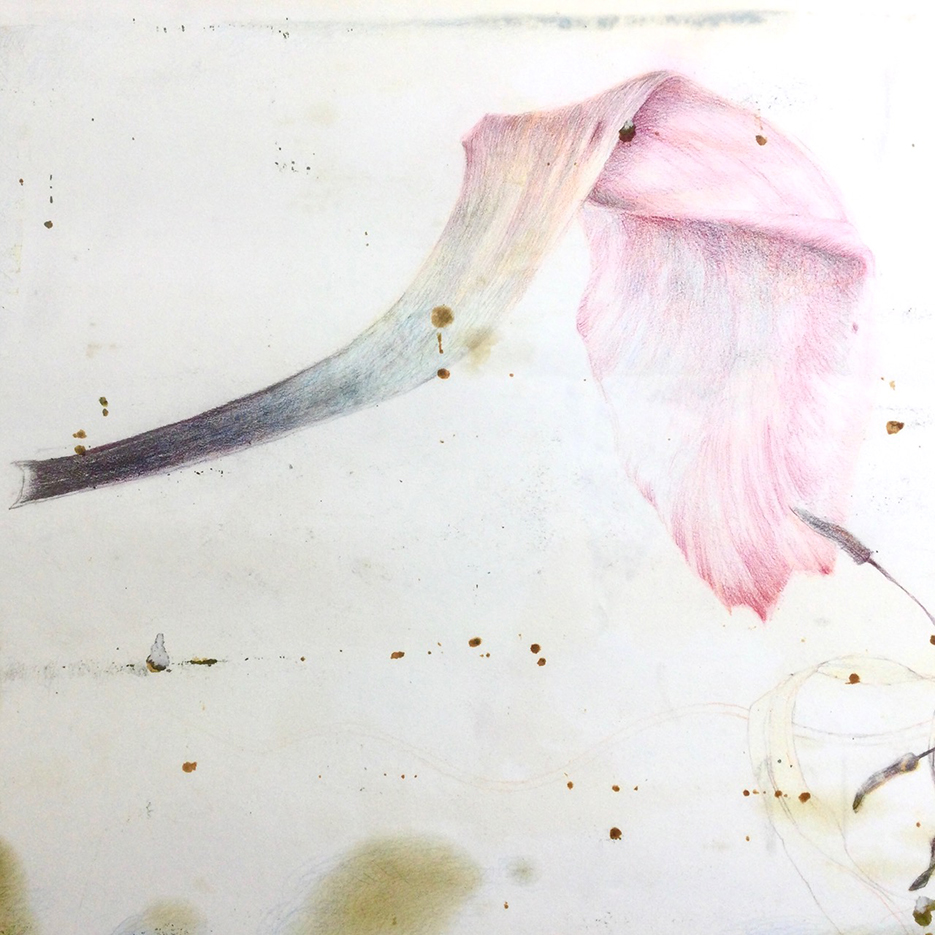 A colored pencil drawing of a pink and blue tulip petal on a textured background, with subtle stains and marks adding an artistic effect.