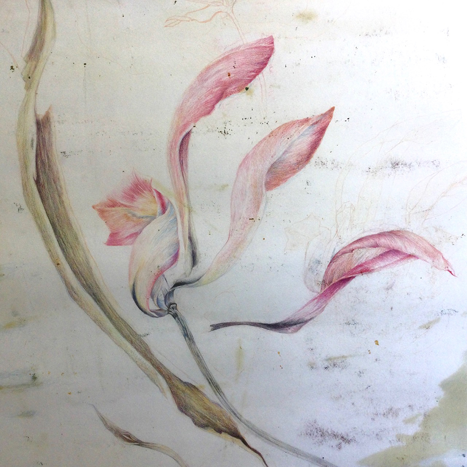 A detailed illustration of a Semper Augustus tulip with soft pink and white petals, featuring a delicate blend of colors and textures.