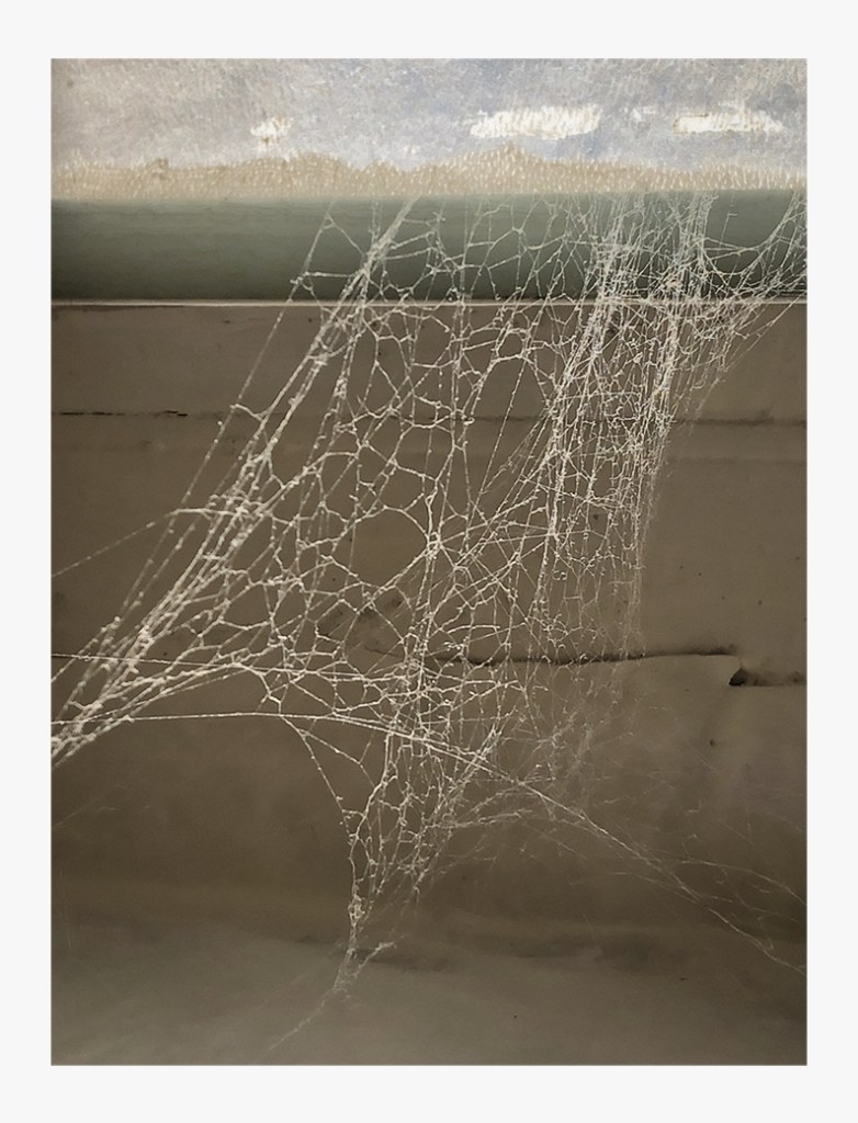 A close-up image of a delicate spiderweb, showcasing intricate patterns, against a muted background.