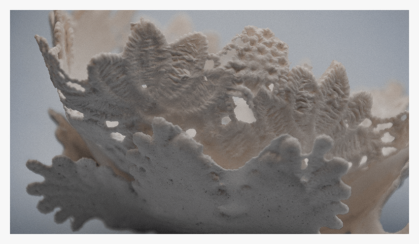 A close-up view of a textured, lace-like calcified artefact resembling foraminifera, showcasing intricate details and patterns.