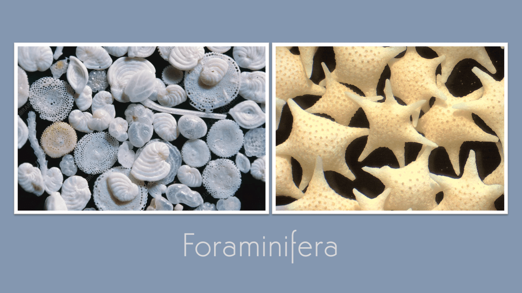The Kick-About #137 ‘Foraminifera’