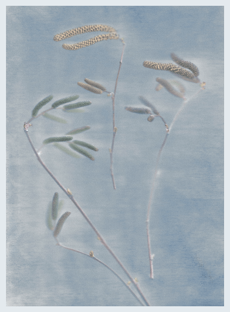 A soft-focus image of delicate plant branches with thin stems and sparse leaves against a light blue background.