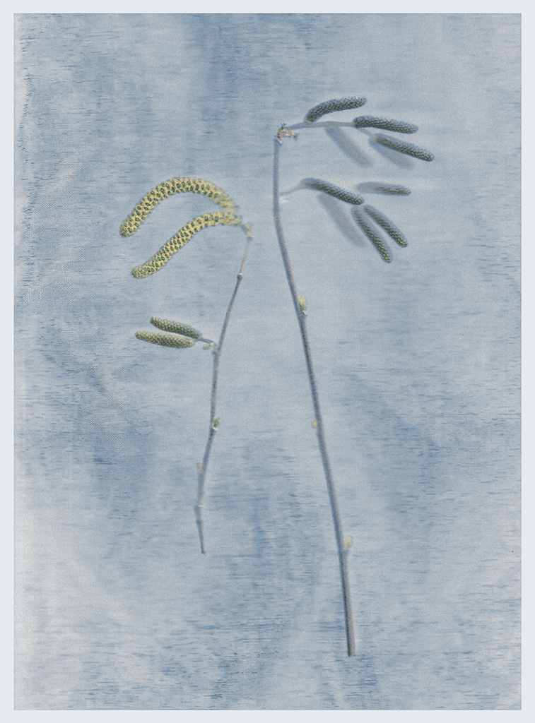 A delicate branch with green buds and yellow catkins against a soft blue background.