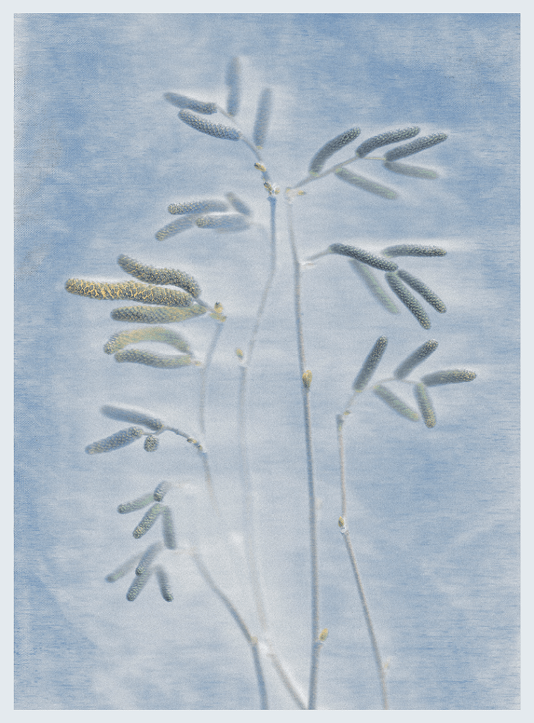 Silhouetted branches with delicate, elongated leaves against a soft blue background.